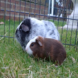 Lonely guinea pig has his happy ever after 2