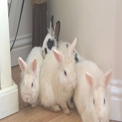 Rabbit Adoption Newcastle news image 1
