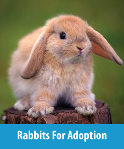 Rabbits For Adoption Button 2a